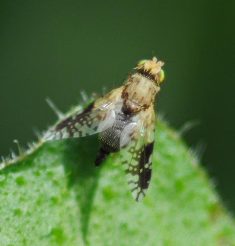 Réf. 309 751 : Tephritis divisa